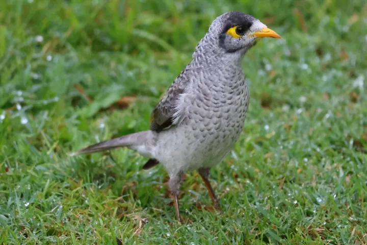 Noisy Miner