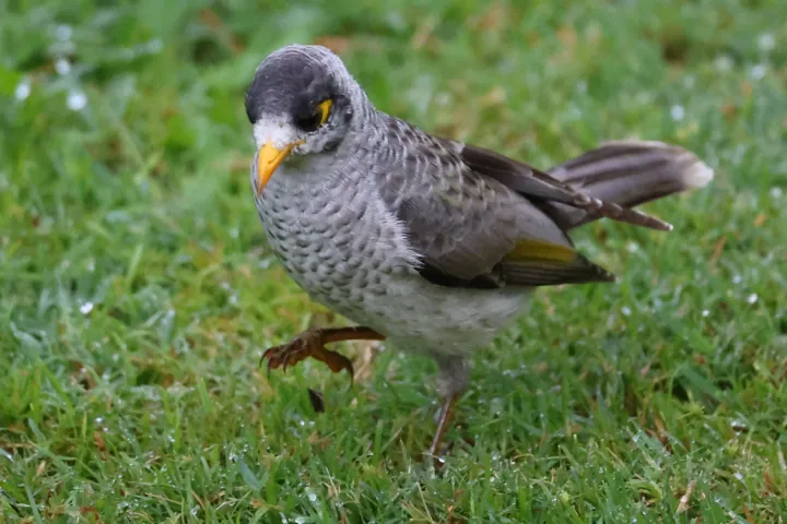 Noisy Miner