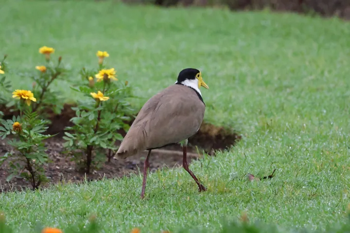 Masked Lapwing