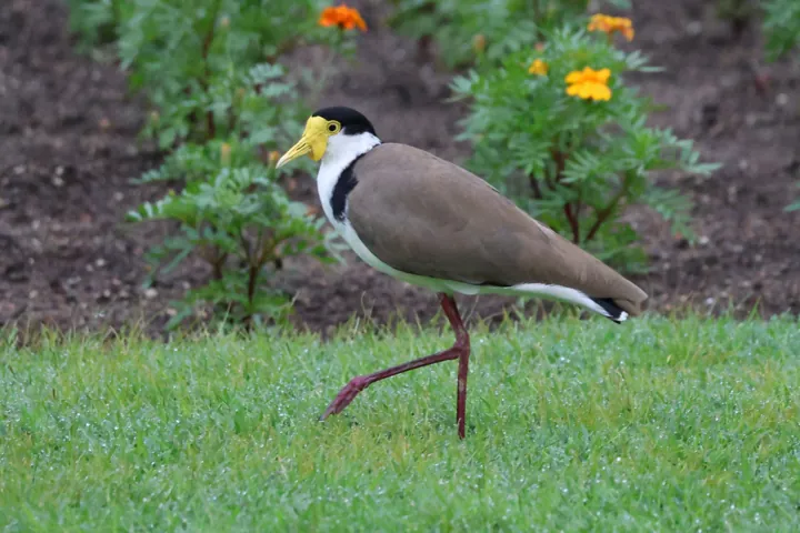 Masked Lapwing