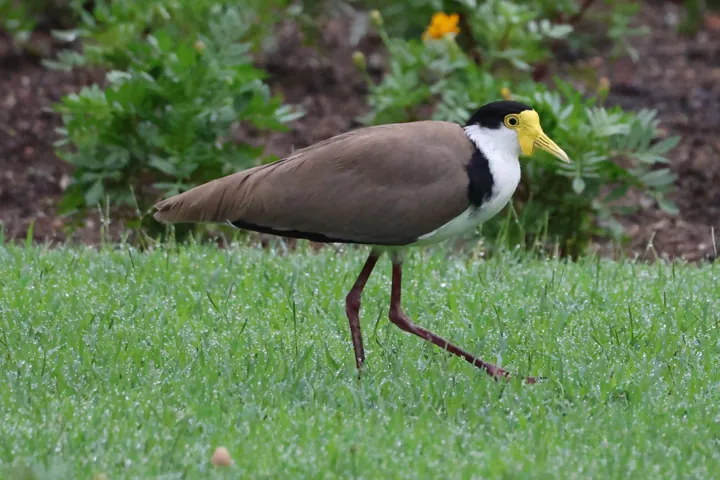 Masked Lapwing