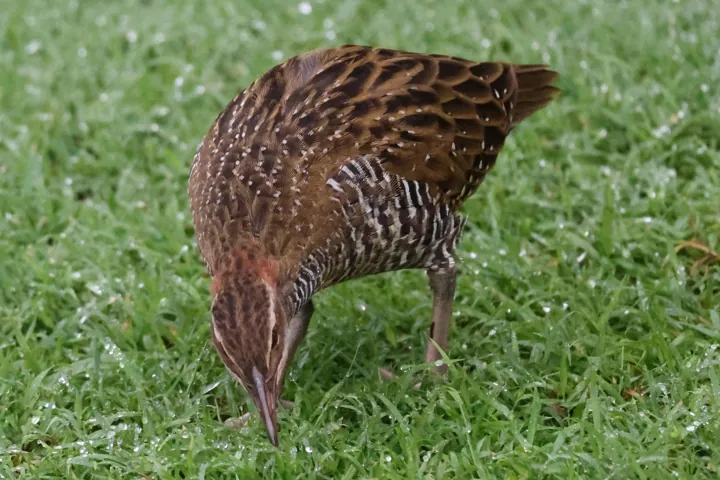 Buff-banded Rail