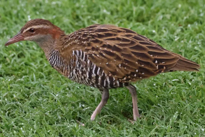 Buff-banded Rail