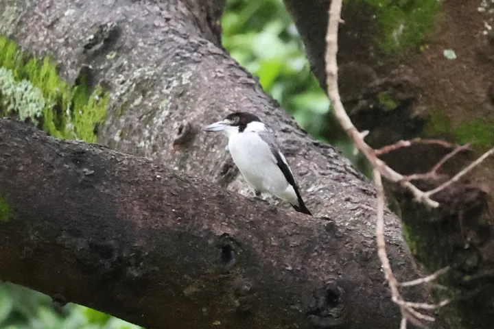 Gray Butcherbird