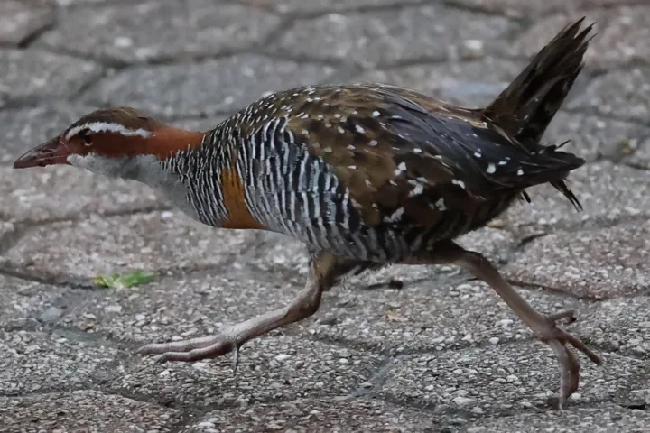 Buff-banded Rail