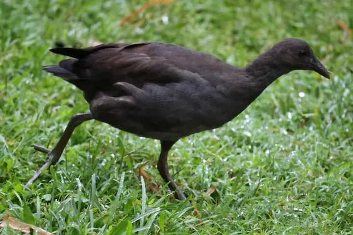 Dusky Moorhen