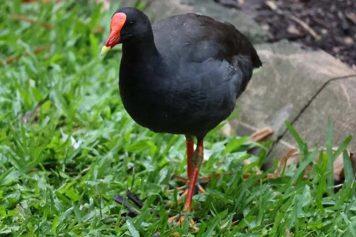 Dusky Moorhen