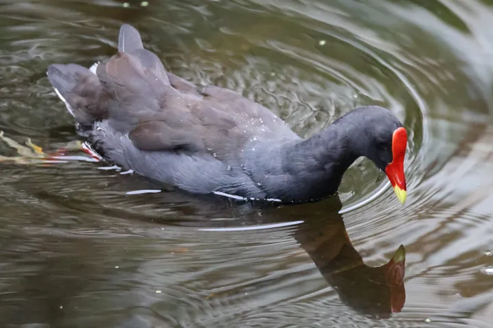 Dusky Moorhen