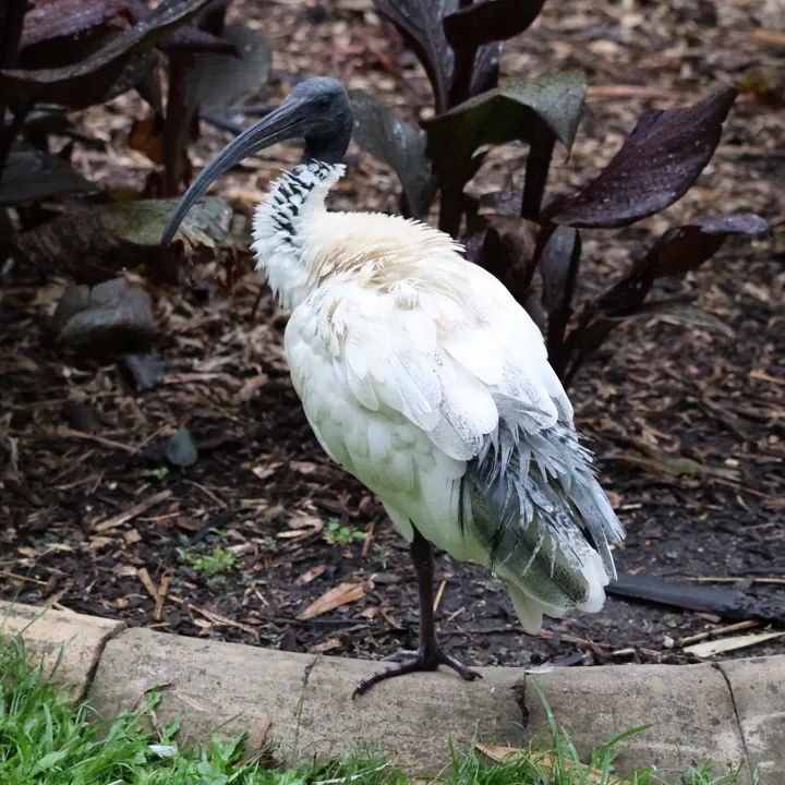 Australian Ibis