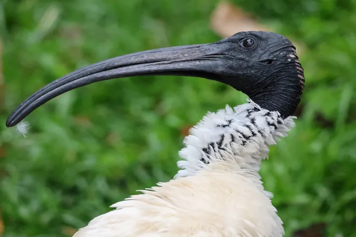 Australian Ibis