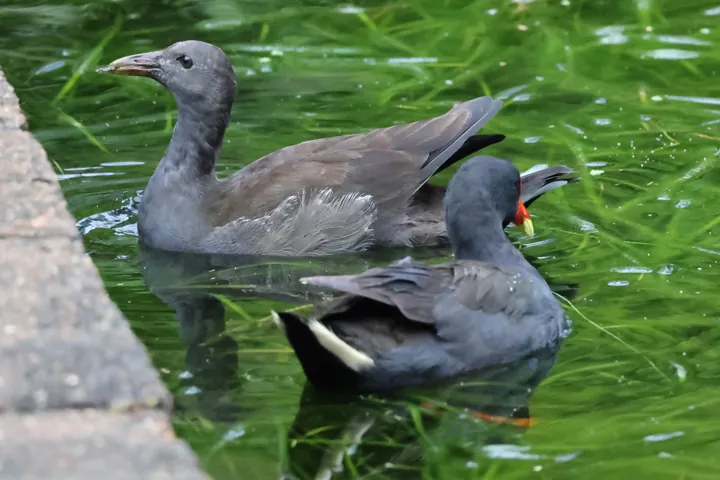 Dusky Moorhen