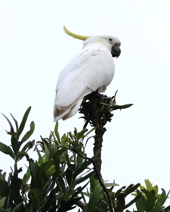 Sulphur-crested Cockatoo
