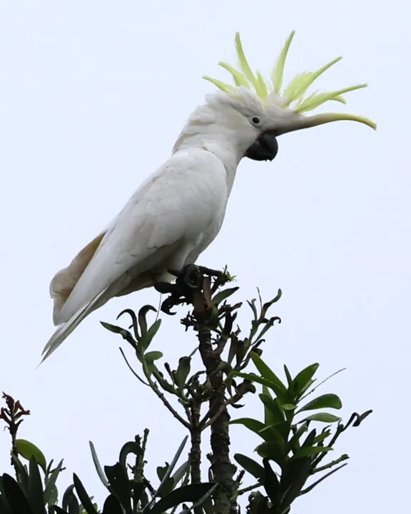 Sulphur-crested Cockatoo