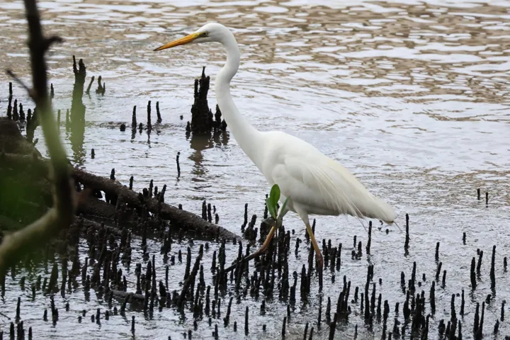 Great Egret