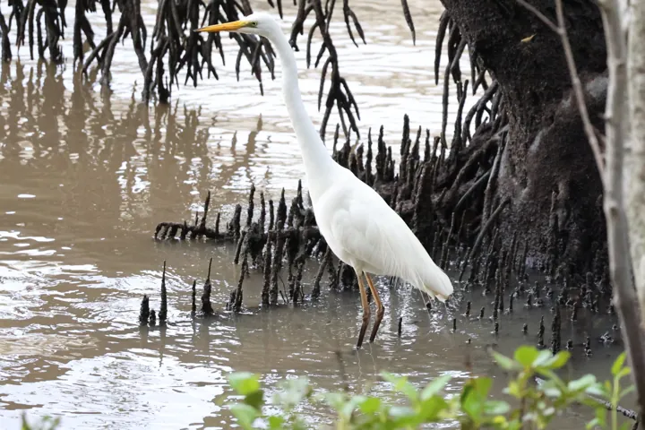 Great Egret