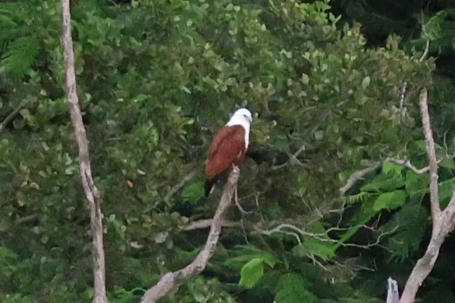 Brahminy Kite