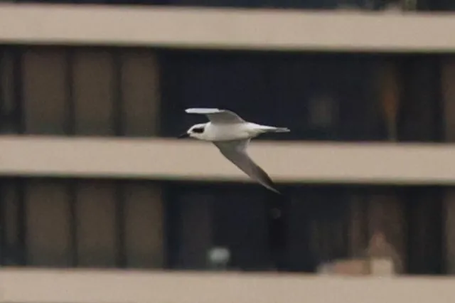 Australian Tern