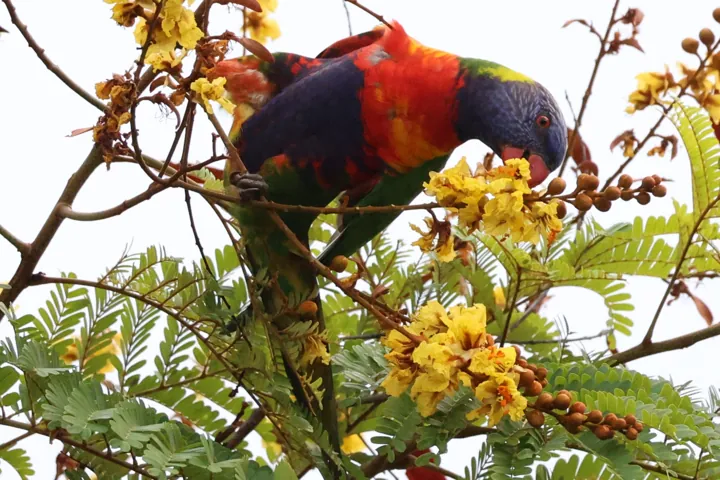 Rainbow Lorikeet