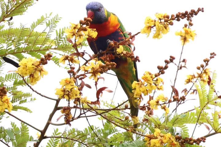 Rainbow Lorikeet