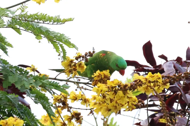 Scaly-breasted Lorikeet