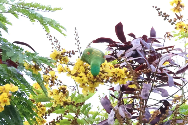 Scaly-breasted Lorikeet