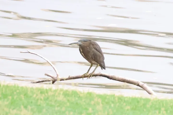 Striated Heron