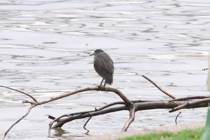 Striated Heron