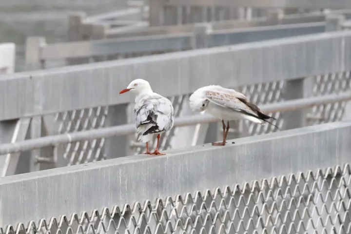 Silver Gull