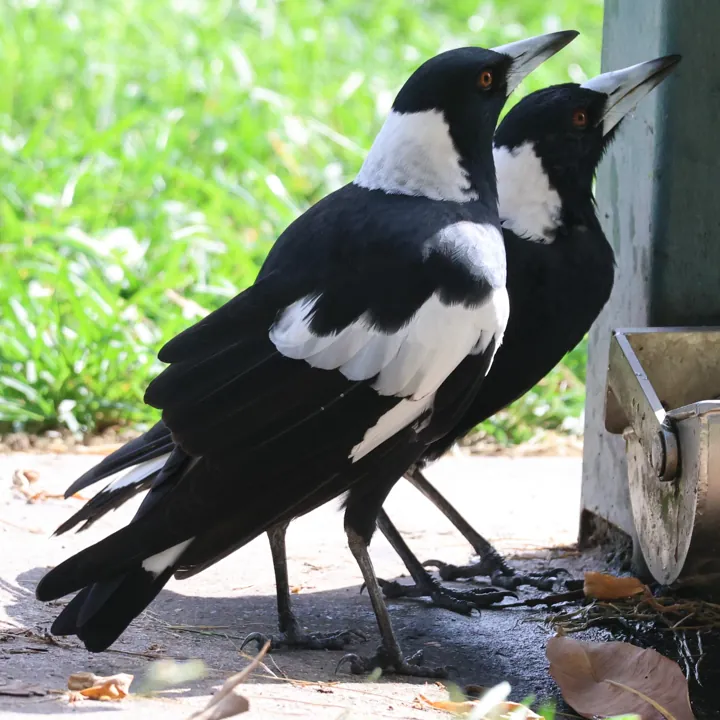 Australian Magpie