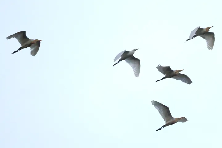 Eastern Cattle-Egret