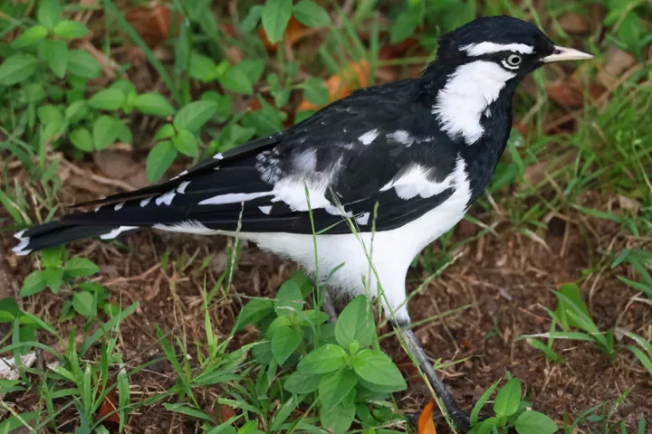 Magpie-lark