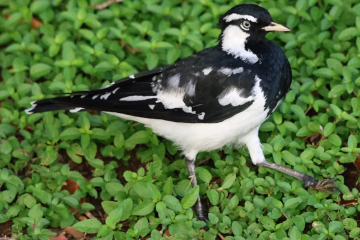 Magpie-lark
