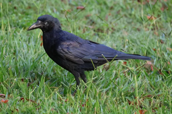 Torresian Crow