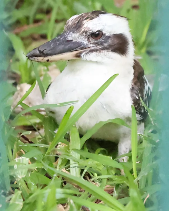 Laughing Kookaburra