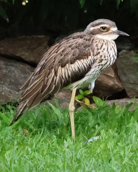 Bush Thick-knee