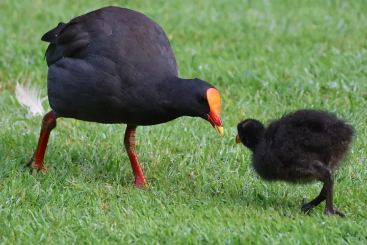 Dusky Moorhen
