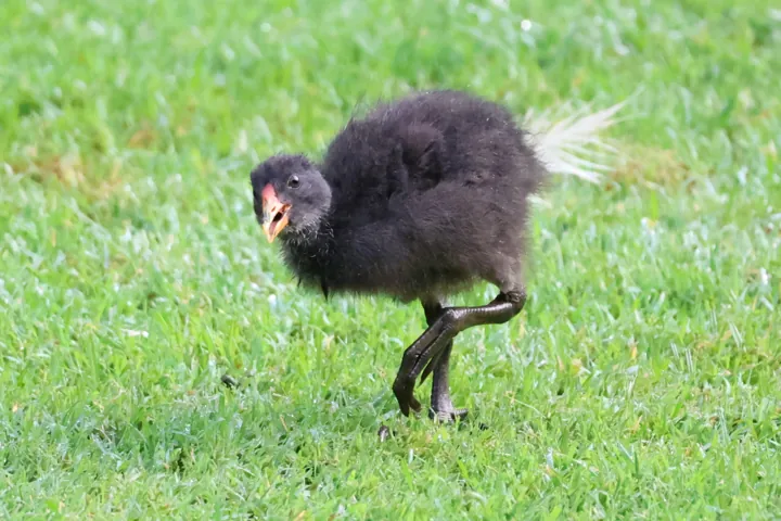 Dusky Moorhen