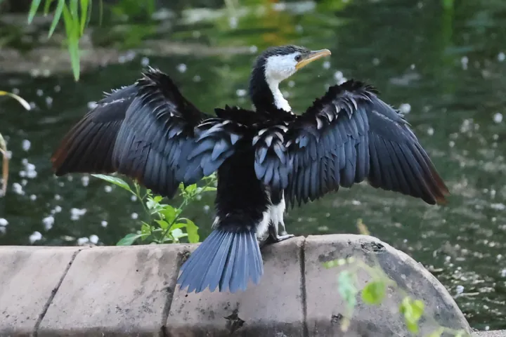 Little Pied Cormorant