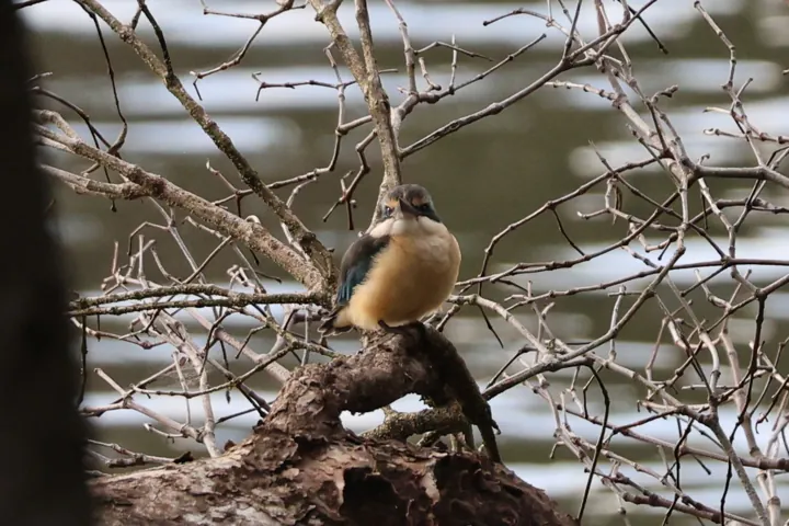 Sacred Kingfisher