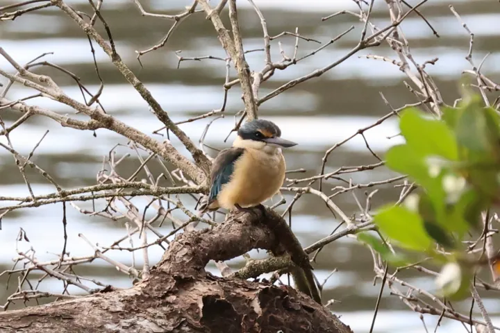 Sacred Kingfisher