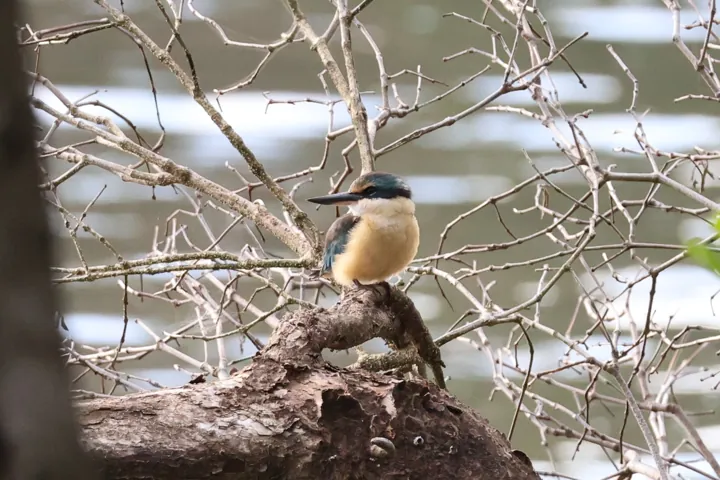 Sacred Kingfisher