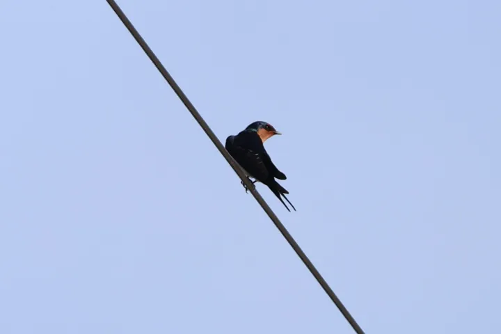 Welcome Swallow