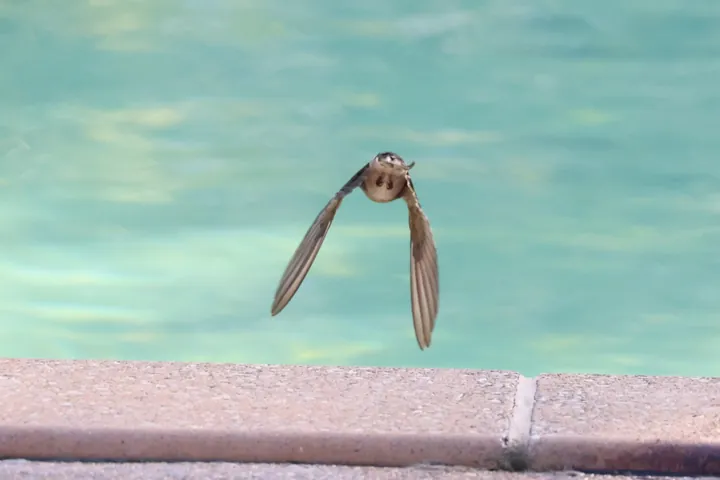 Welcome Swallow