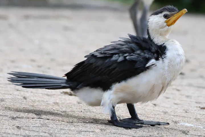 Little Pied Cormorant