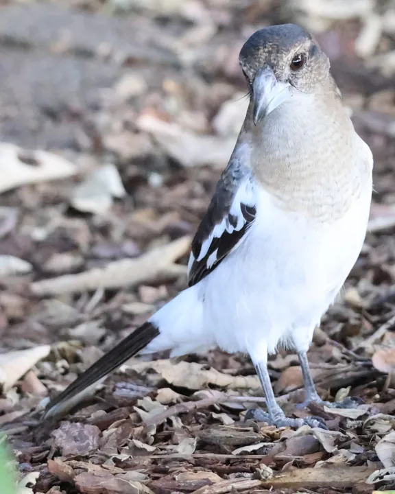 Pied Butcherbird
