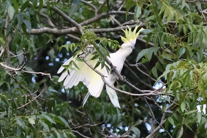 Sulphur-crested Cockatoo