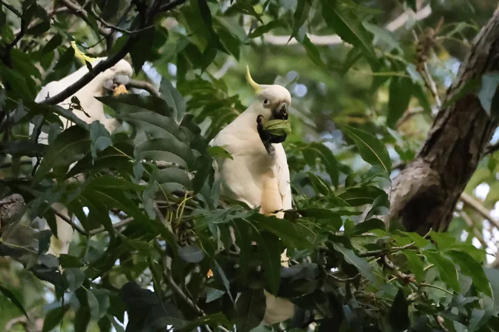 Sulphur-crested Cockatoo
