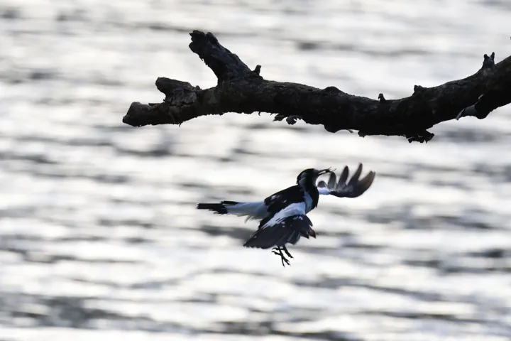 Magpie-lark