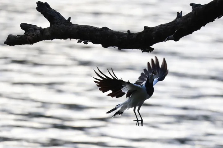 Magpie-lark