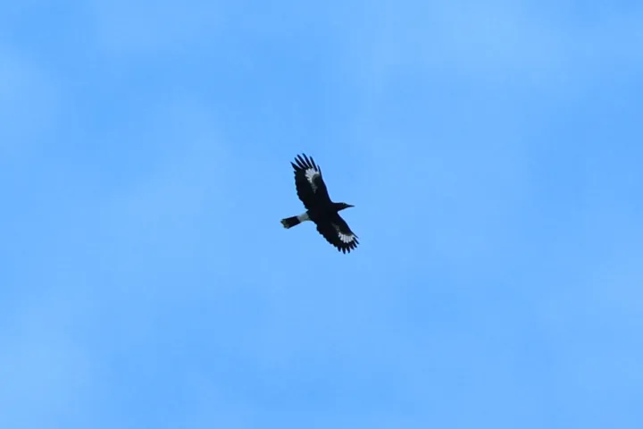 Pied Currawong